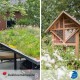 Dakbloemenweide pakket